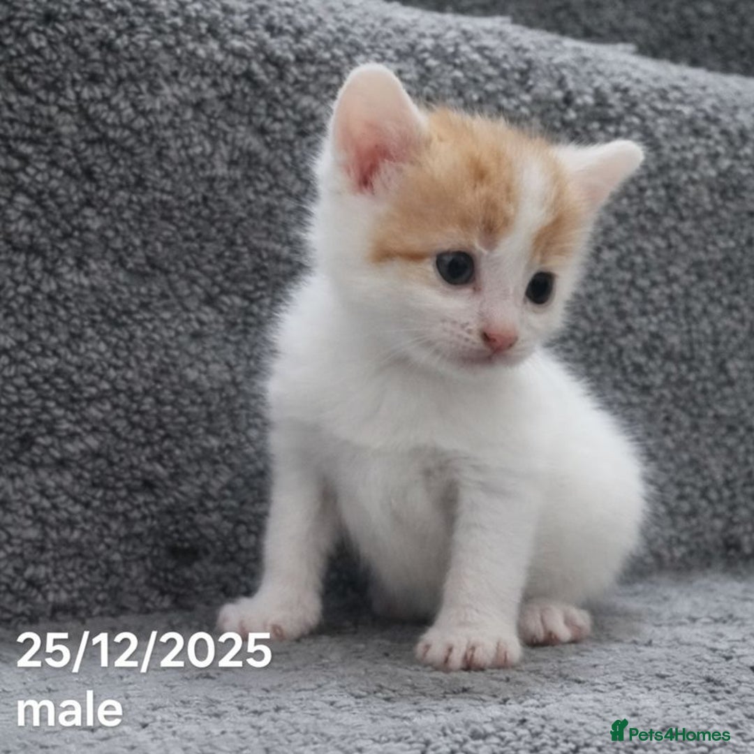 Mixed Breed cats for sale: Beautiful Kittens for Sale – 3 Females & 3 Males - Advert 7