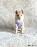 Mixed Breed dogs Lilac platinum female chowsky puppy for sale - Advert 12