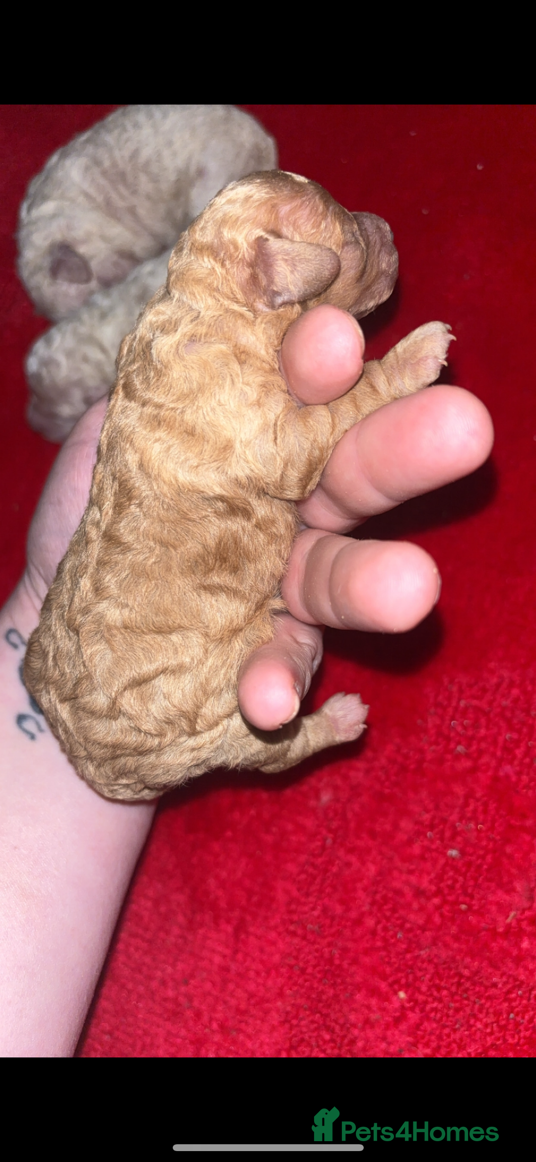 Miniature Poodle dogs for sale: Poodle puppies - Advert 5