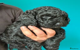 Cockapoo dogs for sale: ✨ F2 Cockapoo Puppies – Ready mid Nov ✨ - Image 14