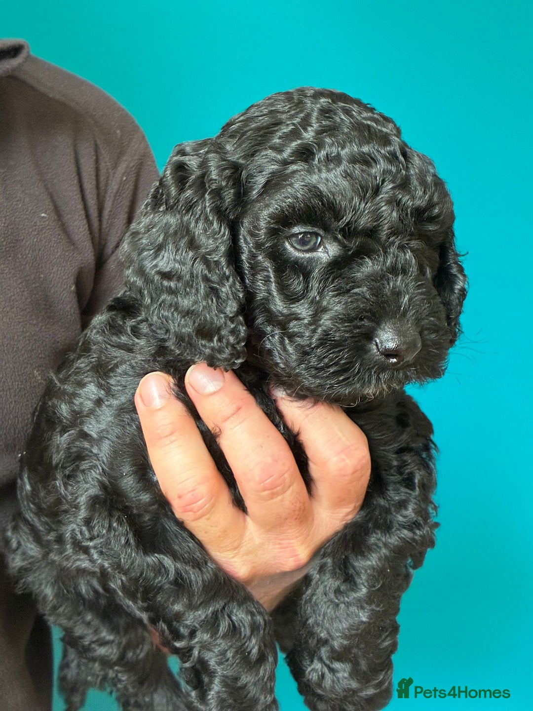 Cockapoo dogs for sale: ✨ F2 Cockapoo Puppies – Ready mid Nov ✨ - Image 14