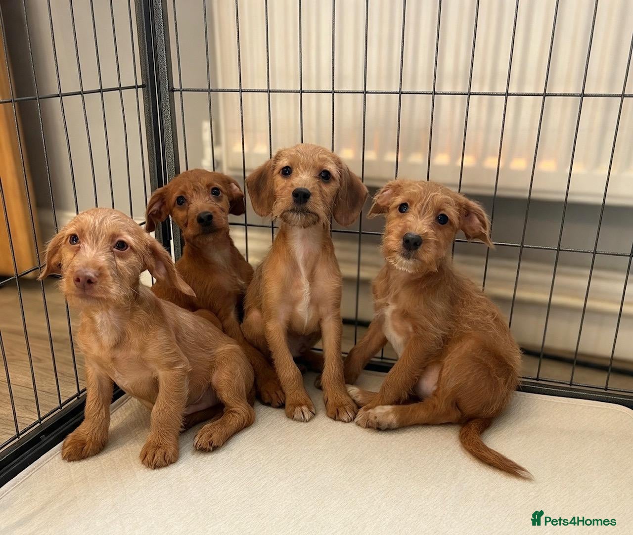 Jackapoo dogs for sale: Jackapoo Puppies Ready Now - Advert 7