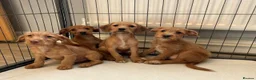 Jackapoo dogs for sale: Jackapoo Puppies Ready Now - Advert 1