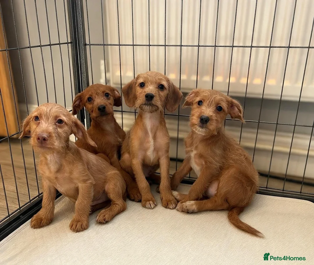 Jackapoo dogs for sale: Jackapoo Puppies Ready Now - Advert 1