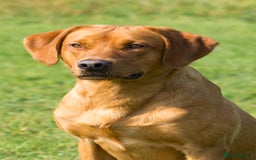 Labrador Retriever dogs for stud: 0/0 Hip & Elbows, Fully Health Tested in Tadcaster - Image 16