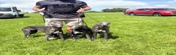 Whippet dogs for sale: Beautiful Whippet Puppies  - Advert 5