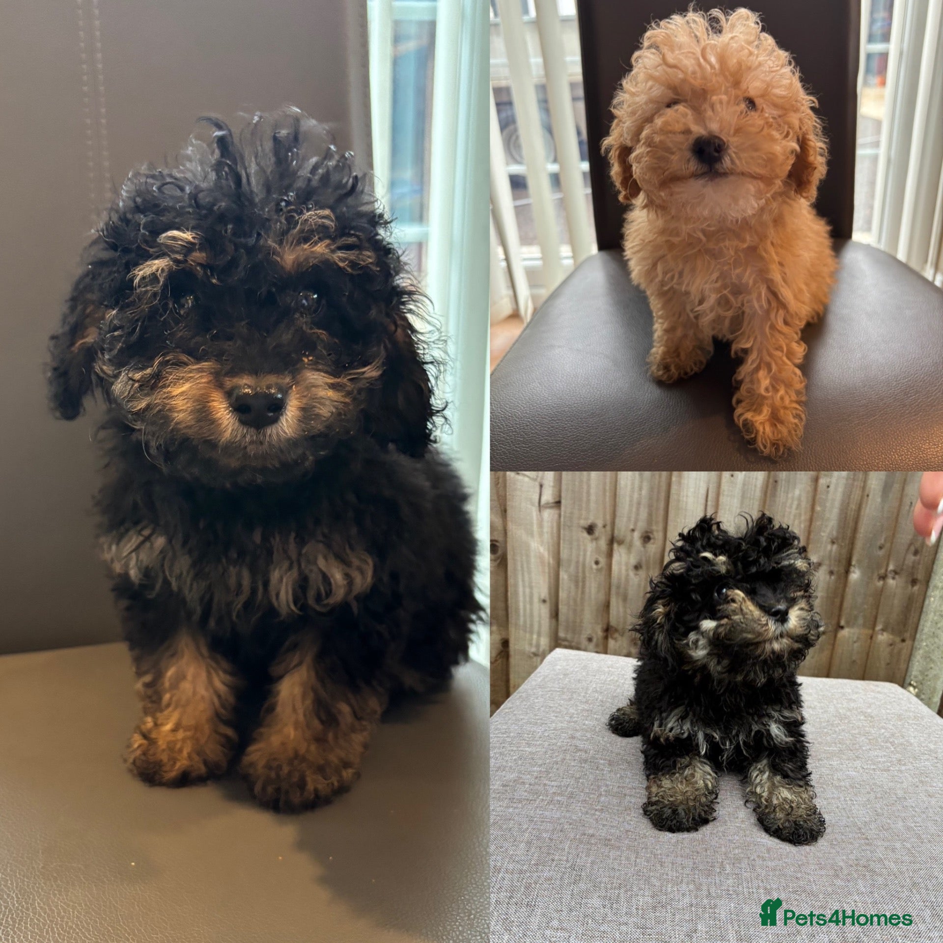 Cavapoo dogs F1B cavapoo puppies!! - Advert 1