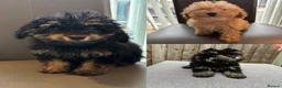 Cavapoo dogs for sale: F1B cavapoo puppies!! - Advert 1