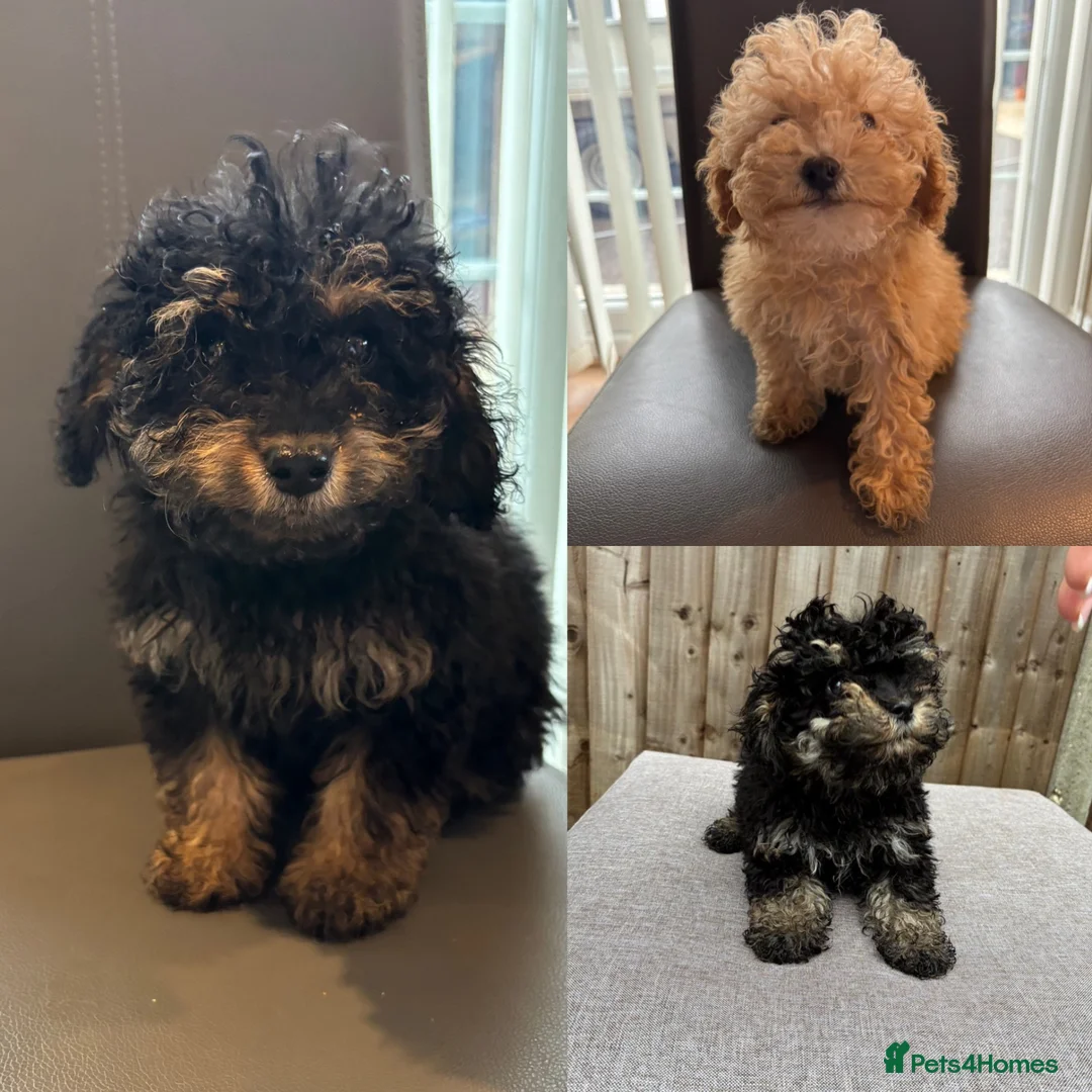 Cavapoo dogs for sale: F1B cavapoo puppies!! - Advert 1