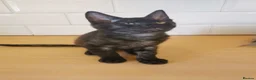 Mixed Breed cats for sale: Maine coon cross  - Advert 3