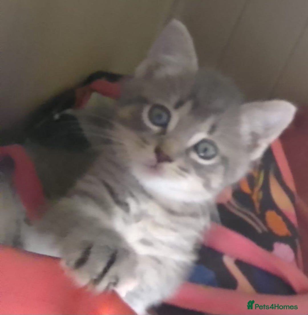Mixed Breed cats for sale: Awesome Spotty Dotty Silver  Blue Bengal x Kittens - Image 33