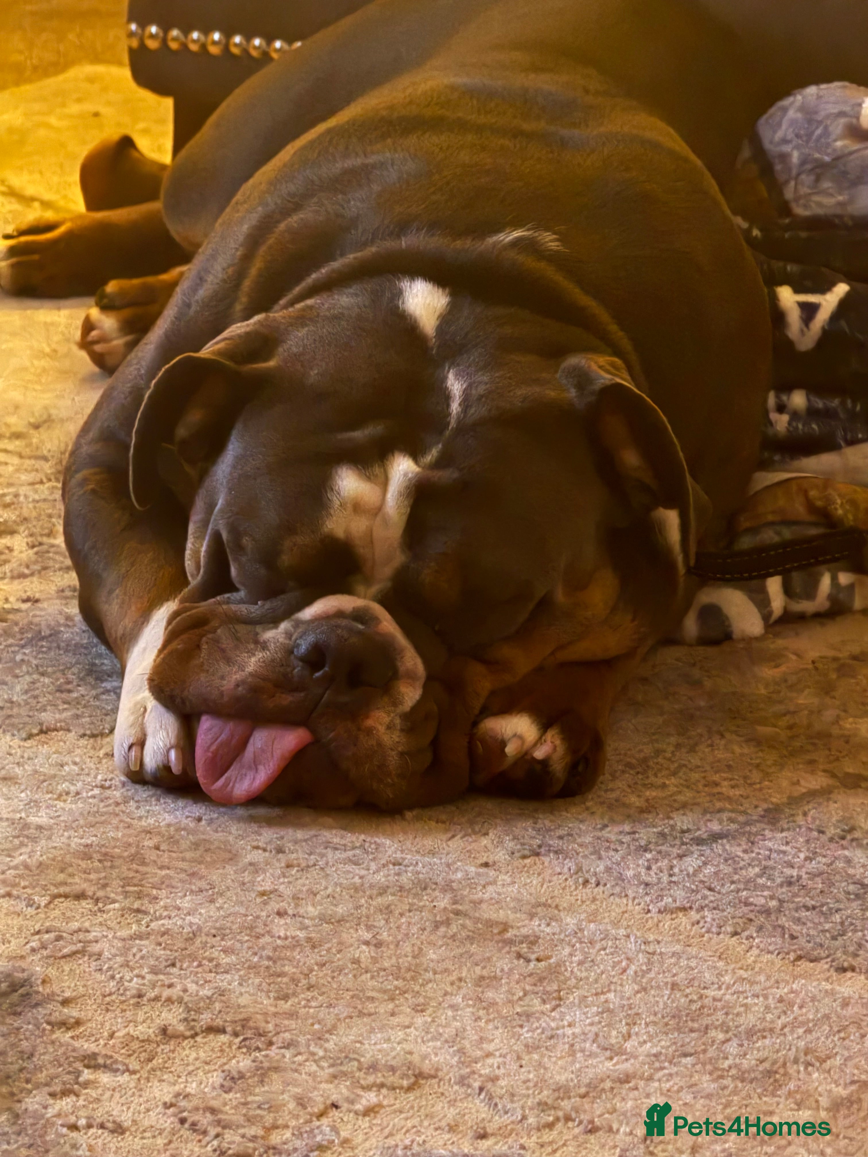 Olde English Bulldogge dogs 12 month old olde English bulldoggue  - Advert 1