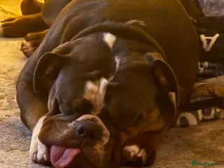 Olde English Bulldogge dogs 12 month old olde English bulldoggue - Advert 1