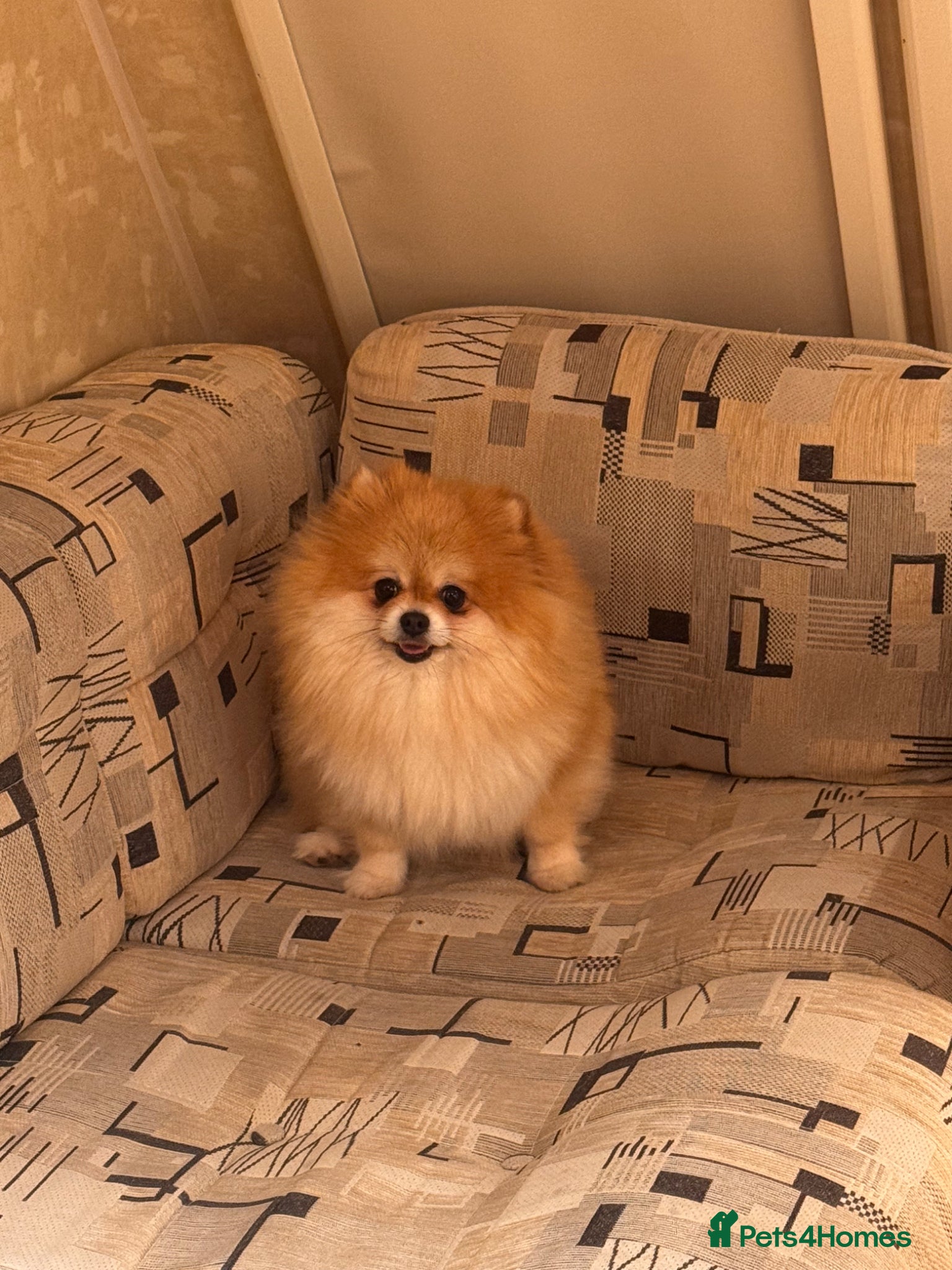 Pomeranian dogs Pomeranian - Advert 1