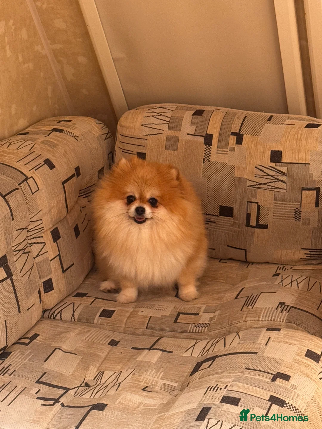 Pomeranian dogs for sale: Pomeranian - Advert 1