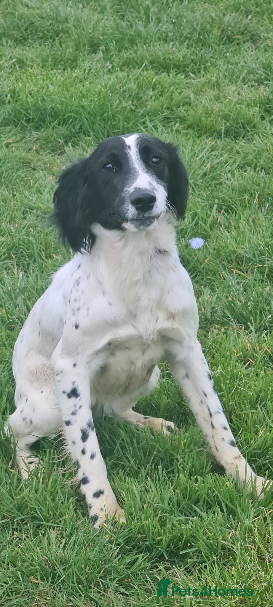 English Springer Spaniel dogs Mavis.  English Springer Spaniel. Read description - Advert 1