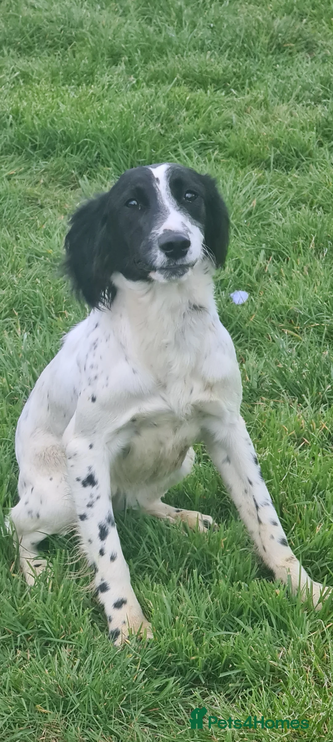 English Springer Spaniel dogs for sale: Mavis.  English Springer Spaniel. Read description in Bedford - Advert 1