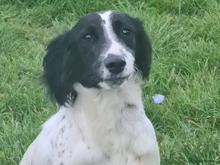 English Springer Spaniel dogs Mavis. English Springer Spaniel. Read description - Advert 1
