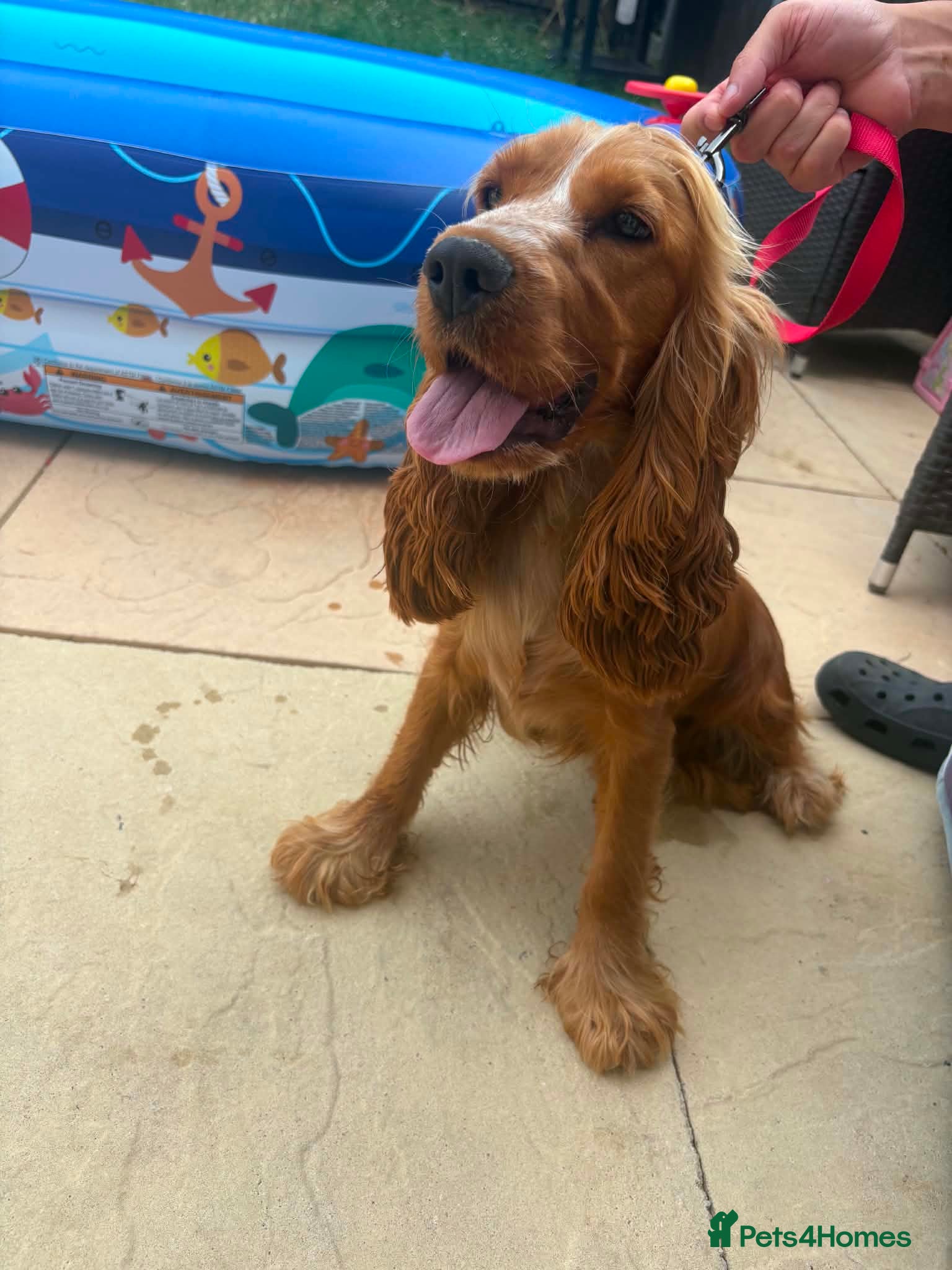 Cocker Spaniel dogs Show cocker spaniel 11 months old for rehome - Advert 16