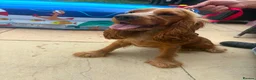 Cocker Spaniel dogs for sale: Show cocker spaniel 11 months old for rehome in Gloucester - Advert 1