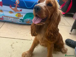 Cocker Spaniel dogs Show cocker spaniel 11 months old for rehome - Advert 4
