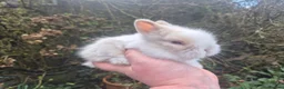 Angora rabbits for sale: 🩷💙Stunning Teddydwerg babies- imported parents🥰 - Advert 19