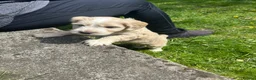 Mixed Breed dogs for sale: Chinese crested cross cocker spaniel in Abergavenny - Advert 8