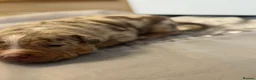 Staffordshire Bull Terrier dogs for sale: Stunning Staffordshire Terrier Puppies 18th June🐾 - Advert 32