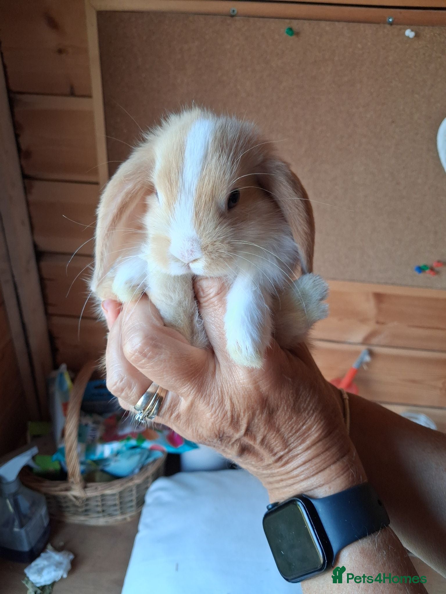 Mini Lop rabbits Beautiful min lop bunnies  - Advert 16