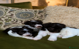 Mixed Breed dogs for sale: Adorable Schnoodle puppies  - Image 4