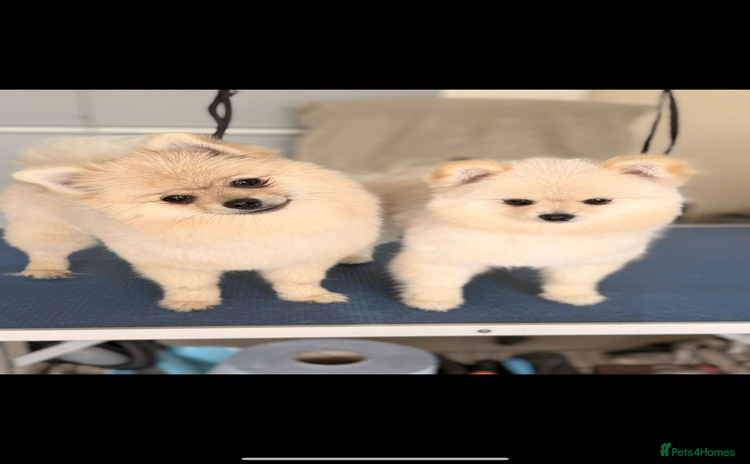 Pomeranian dogs - Advert 16