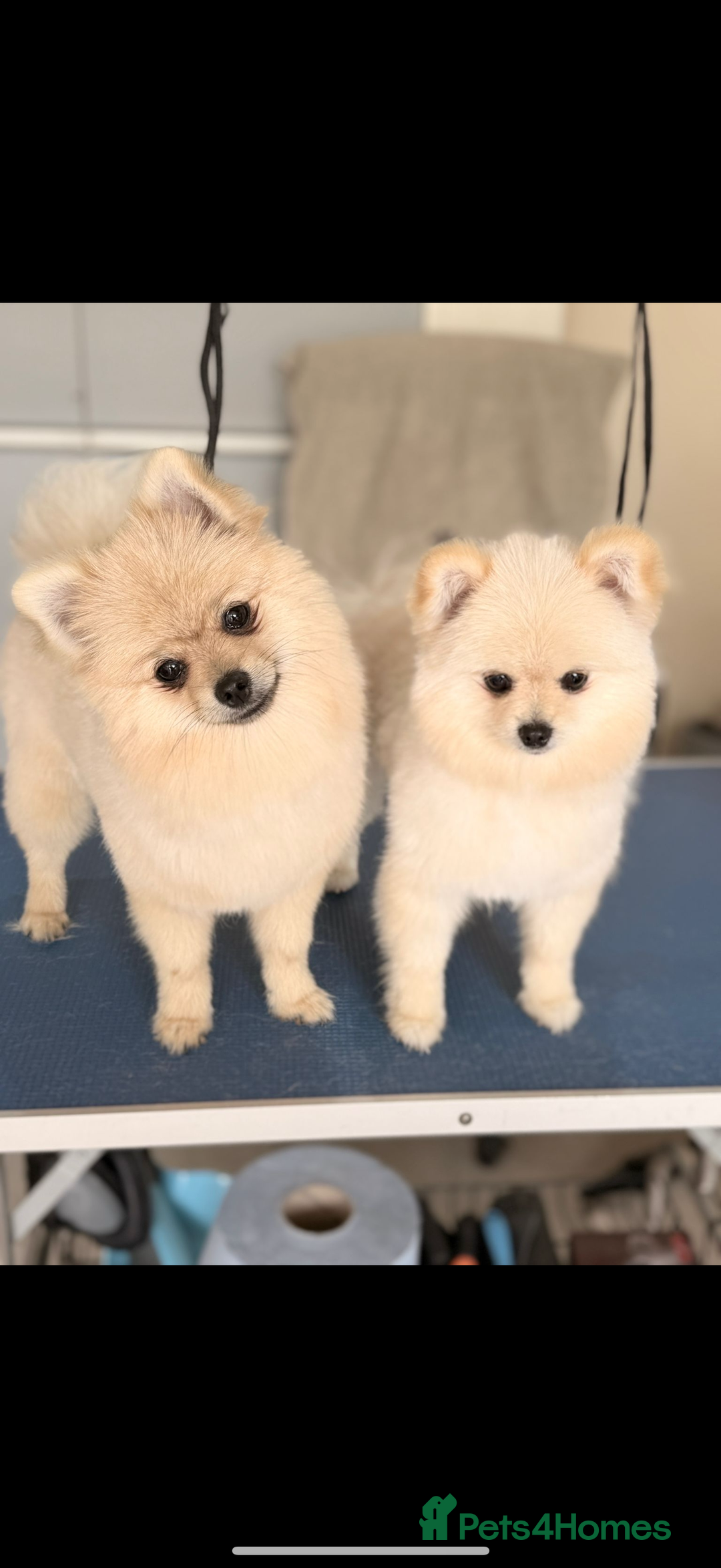 Pomeranian dogs for sale: TEACUP POMERANIANS🐶💫 - Image 1