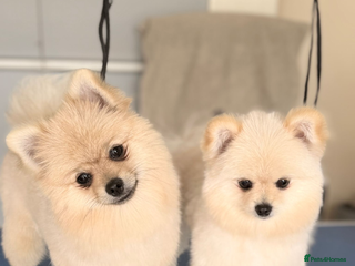 Pomeranian dogs - Advert 14