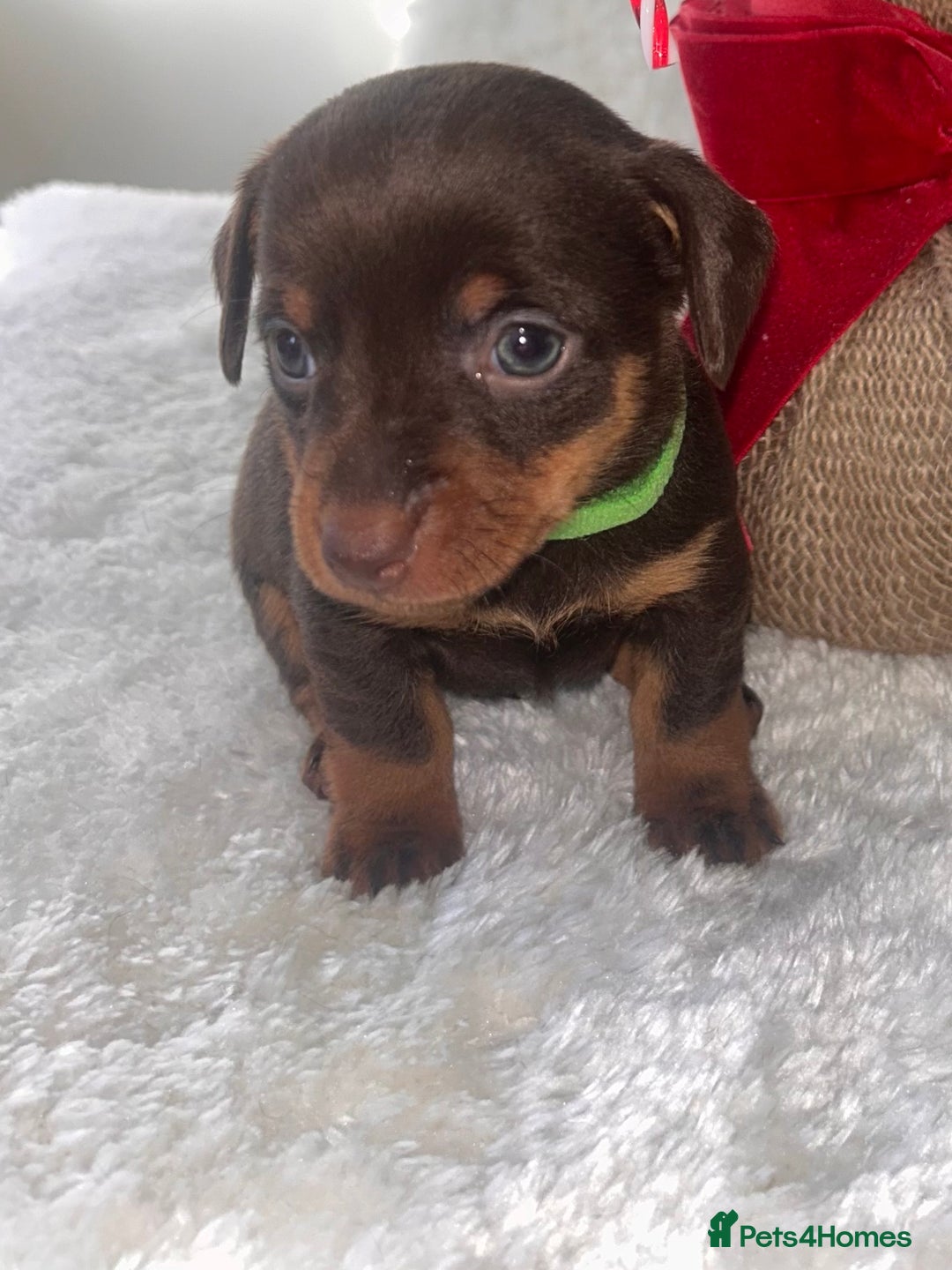 Chiweenie dogs for sale: 3 Gorgeous Girls & 2 Beautiful Boys  - Advert 23