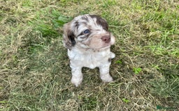 Sproodle dogs for sale: Sproodle Puppy 3 - 💥 Rare Gorgeous Chocolate Merle Sproodles 🐶 - Image 13