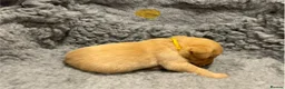 Labrador Retriever dogs for sale: Outstanding FTCH pedigree KC fox red & yellow pups in Coleford - Advert 6