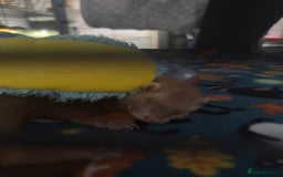 Ferret rodents for sale: 2 Beautiful Jill Ferrets With Cage - Image 2