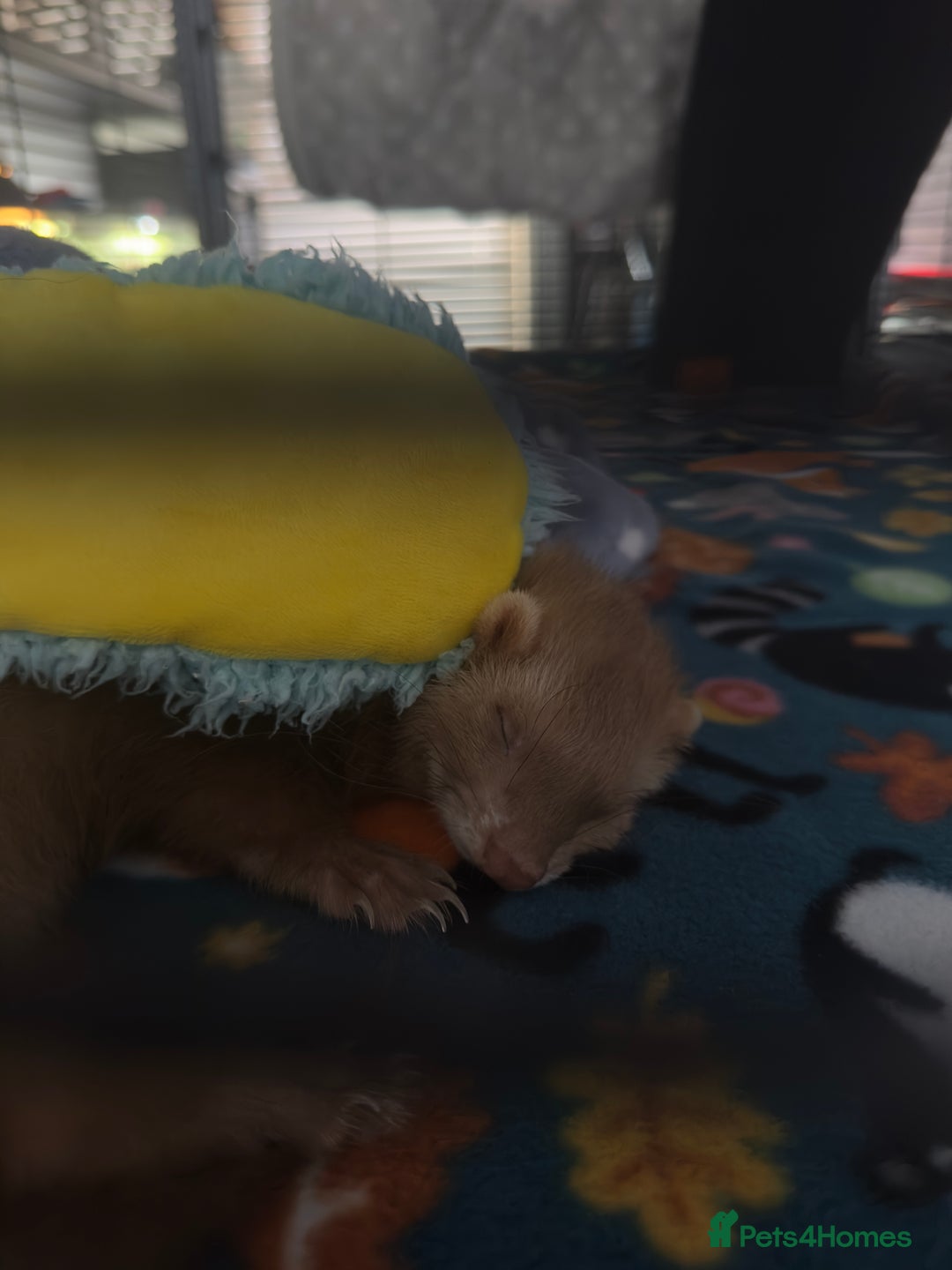 Ferret rodents for sale: 2 Beautiful Jill Ferrets With Cage - Image 2