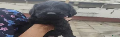 Giant Schnauzer Puppy 5