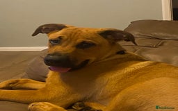 Mixed Breed dogs for sale: Brother and sister Belgian/ Rottweiler  - Advert 3