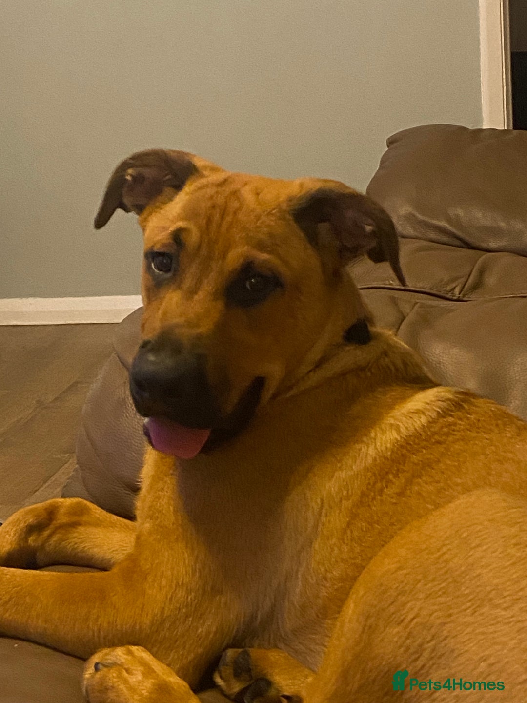 Mixed Breed dogs for sale: Brother and sister Belgian/ Rottweiler  - Advert 3