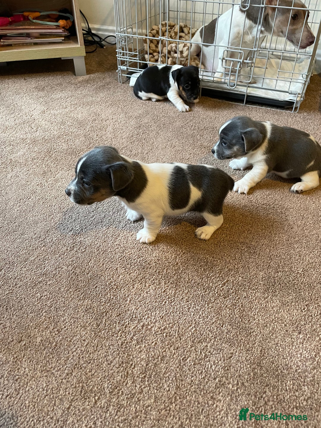 Jack Russell dogs for sale: Miniature Jack Russell puppy lilac and white - Advert 6