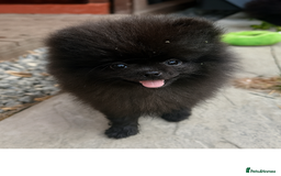 Pomeranian dogs for sale: TINY BLACK POMERANIAN PUPPIES ALERT - Image 6