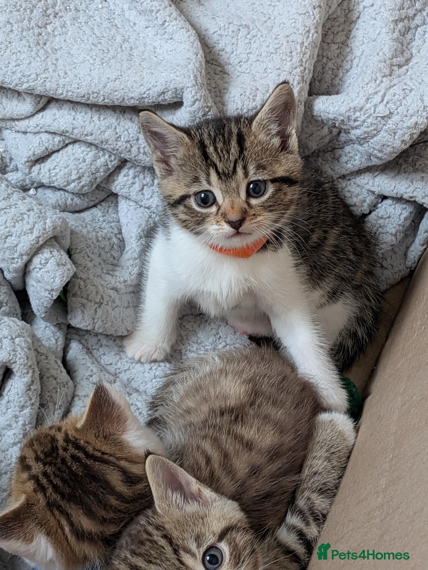 Mixed Breed cats 2x girl kittens  - Advert 1