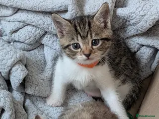 Mixed Breed cats 2x girl kittens - Advert 1