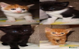 British Shorthair cats for sale: Kittens - Image 1
