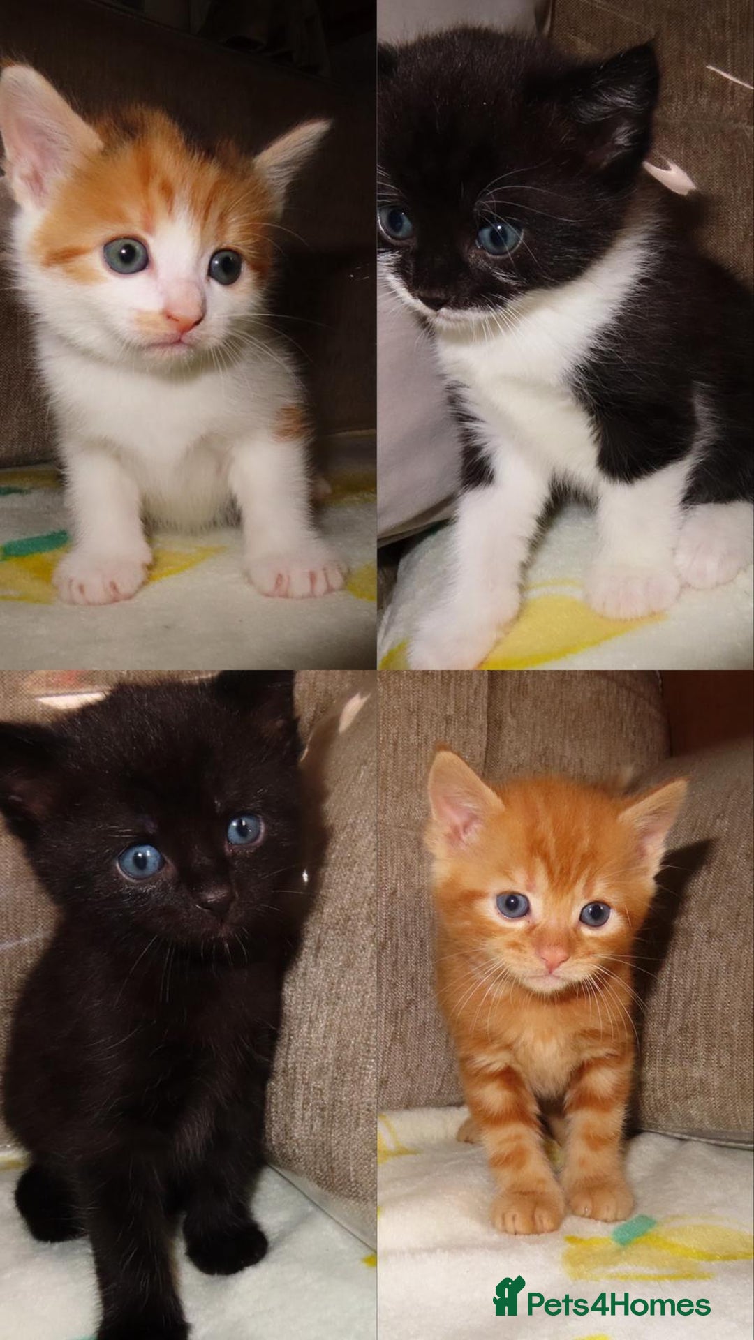 British Shorthair cats for sale: Kittens - Image 1