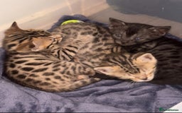 Bengal cats for sale: 3 Bengals for sale - Image 8