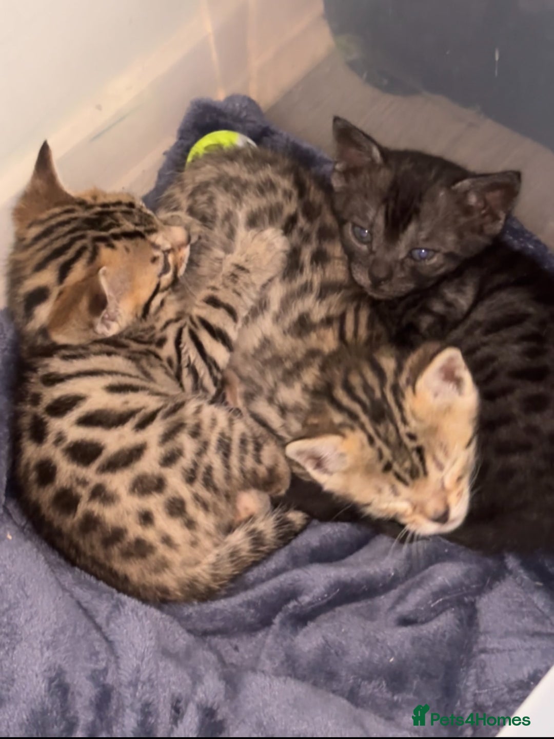 Bengal cats for sale: 3 Bengals for sale - Image 8