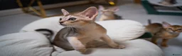 Abyssinian cats for sale: Pure Silver Abyssinian Champion Lines 🏆 Tica - Advert 14
